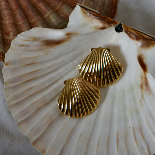 Shell earrings
